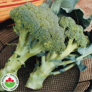 Belstar Organic Broccoli Thumbnail